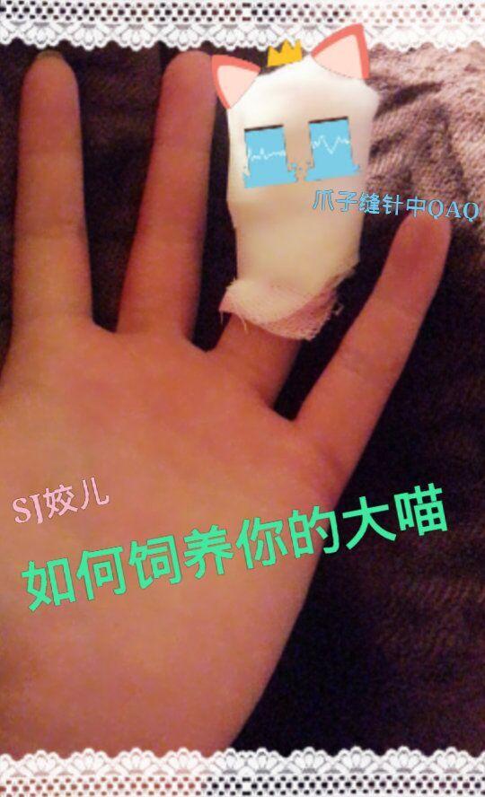 如何饲养你的大猫