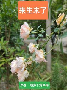 来生未了情娟子最伤感的一段话