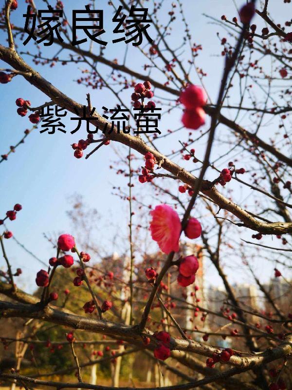 嫁良缘免费阅读赵锦芉